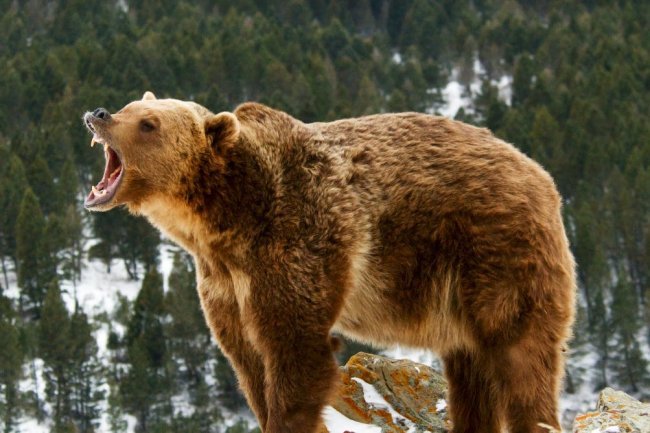 The Bear is Back for the 4th Turning... Daniel Mankani